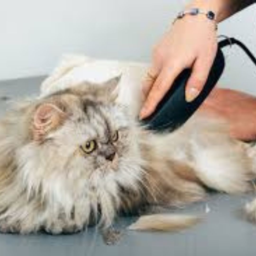 Trimming service for cats and dogs