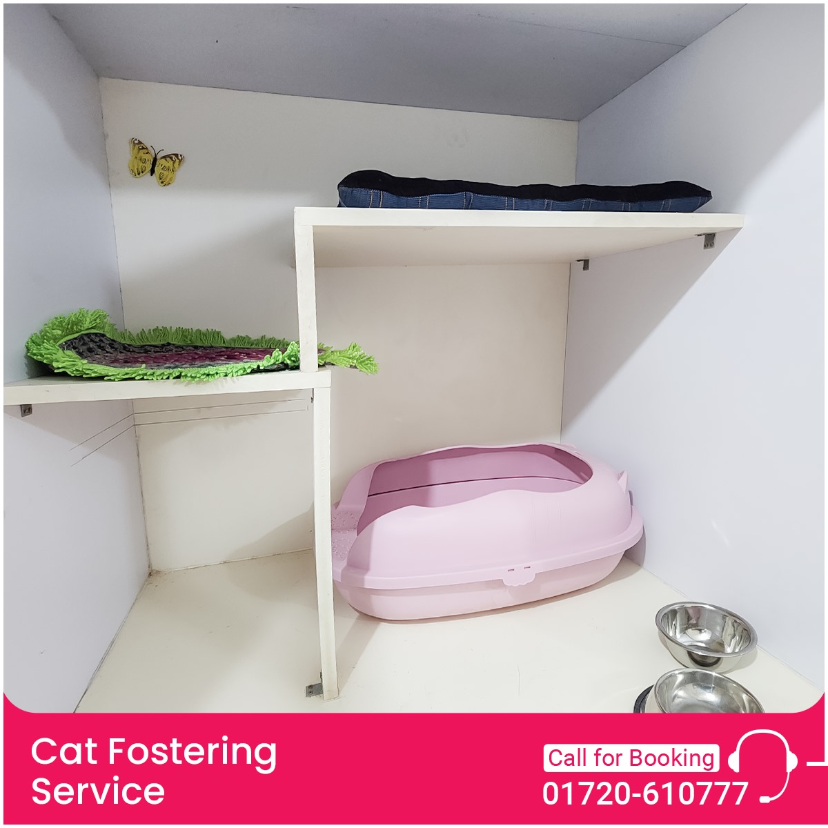 Cat Fostering service