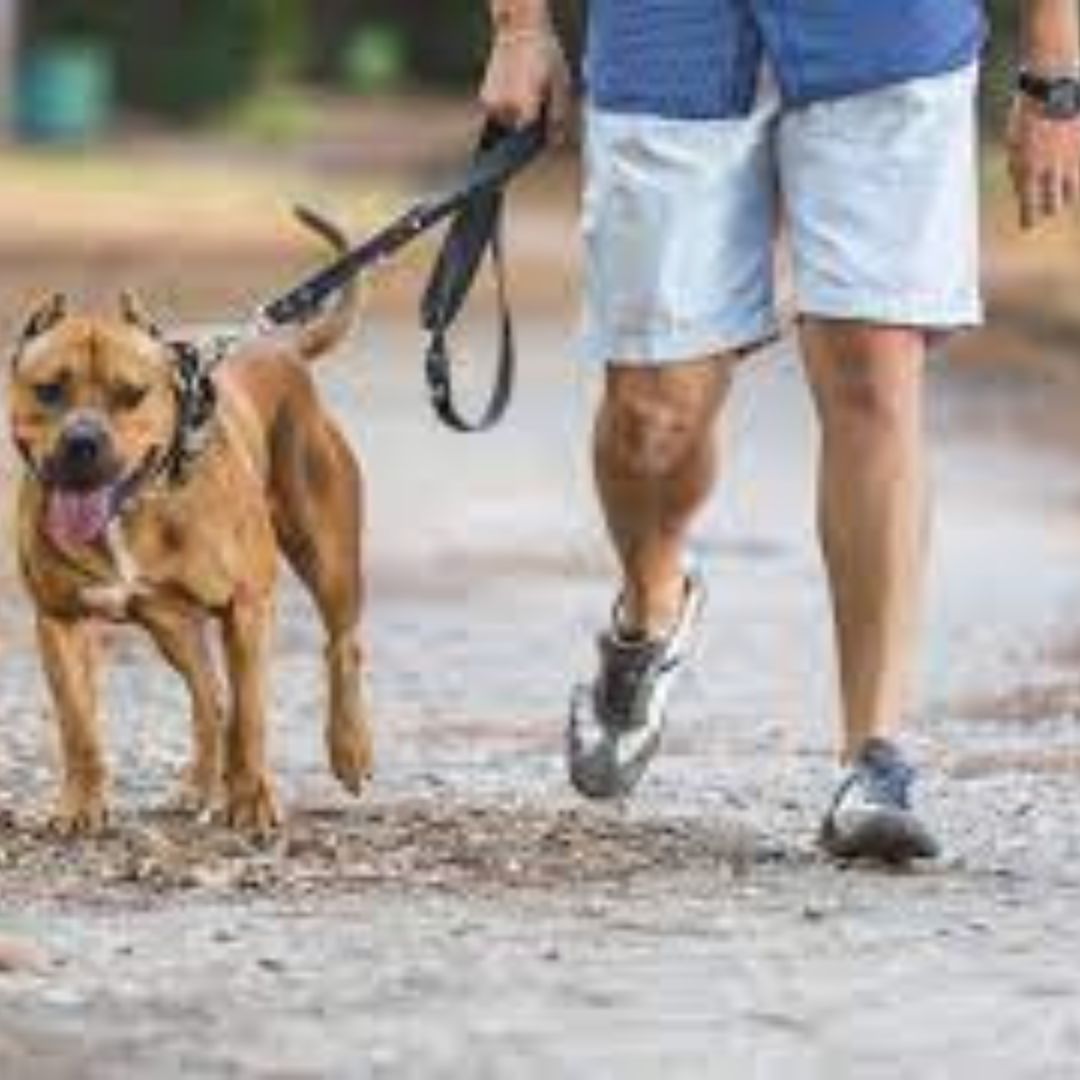 Dog walking service.