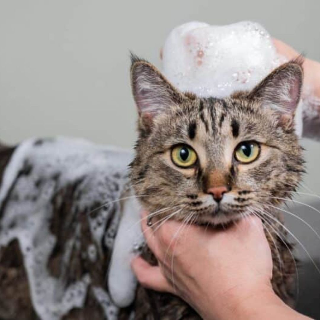 General Grooming service for cats and dogs.